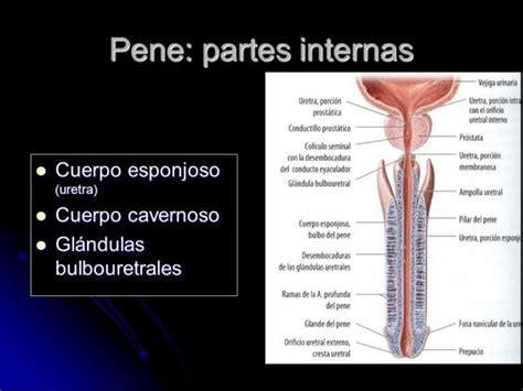 penes|Anatomía sexual masculina 